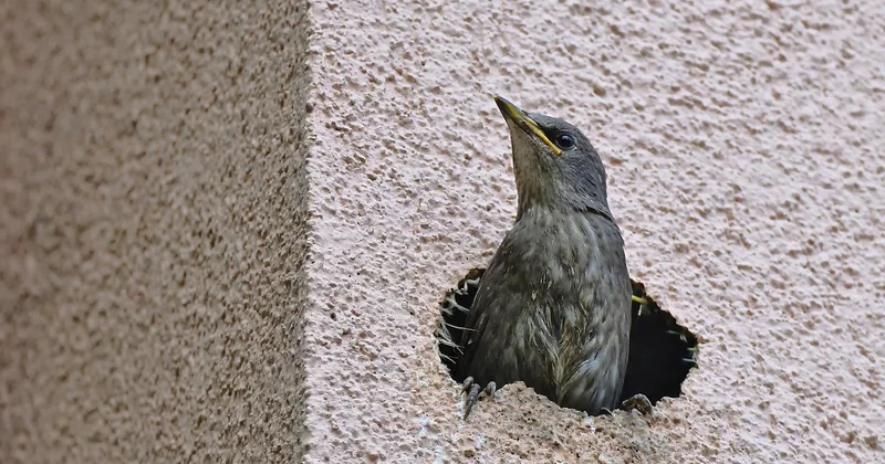 Quelle épaisseur pour les murs d'une maison passive ?
